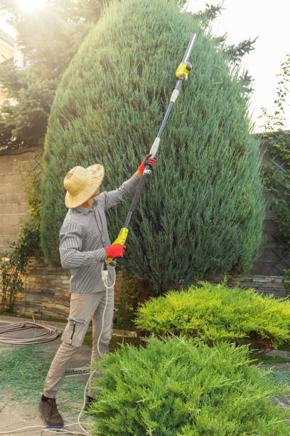 Trusted Winthrop Harbor, IL Tree Removal and Landscaping Services Experts